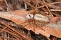 Oxyopes_variabilis_D7954_Z_88_North Stradbroke island_Australie